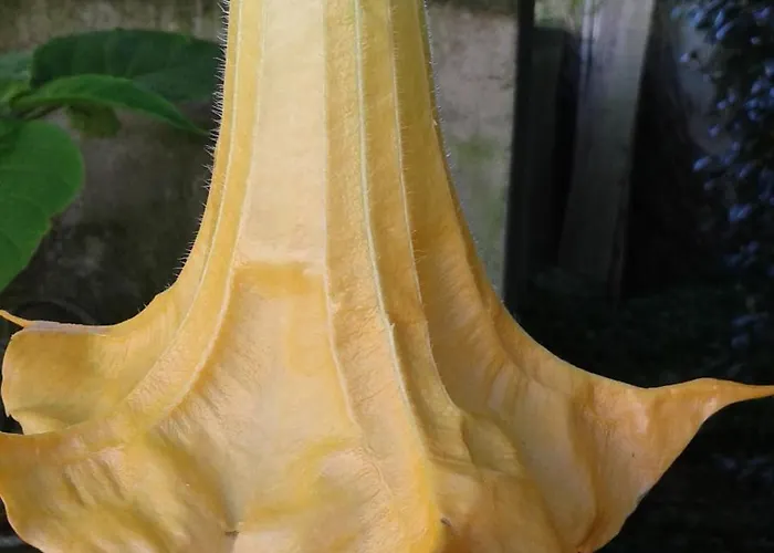 Apartment Casa Do Loreto Ponta Delgada