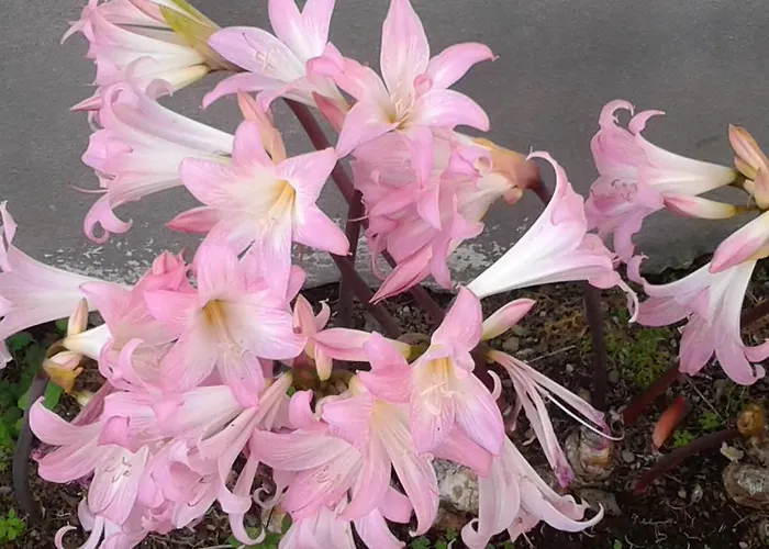 Casa Do Loreto Apartment