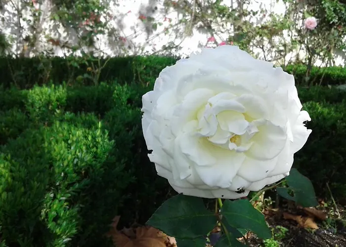 Casa Do Loreto Apartment *