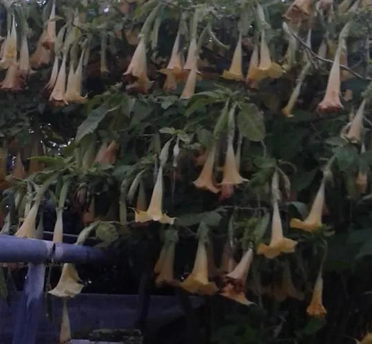 Apartment Casa Do Loreto Ponta Delgada