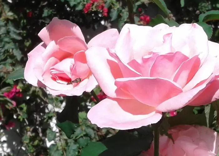 Casa Do Loreto Apartment