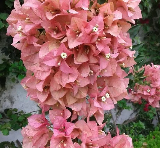 Casa Do Loreto Apartment Ponta Delgada