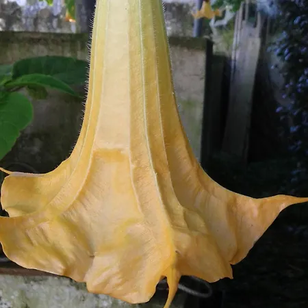 Apartamento Casa Do Loreto Ponta Delgada