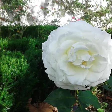 Casa Do Loreto Apartamento *