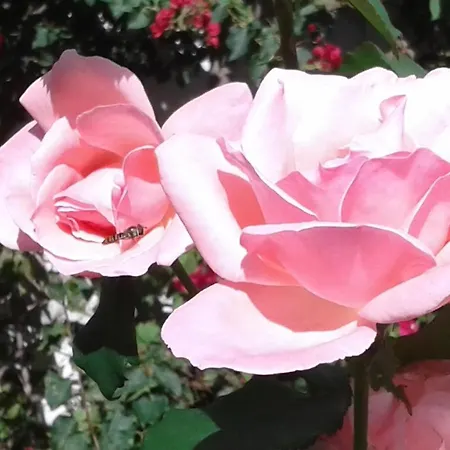 Casa Do Loreto Apartamento