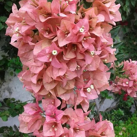 Casa Do Loreto Apartamento Ponta Delgada